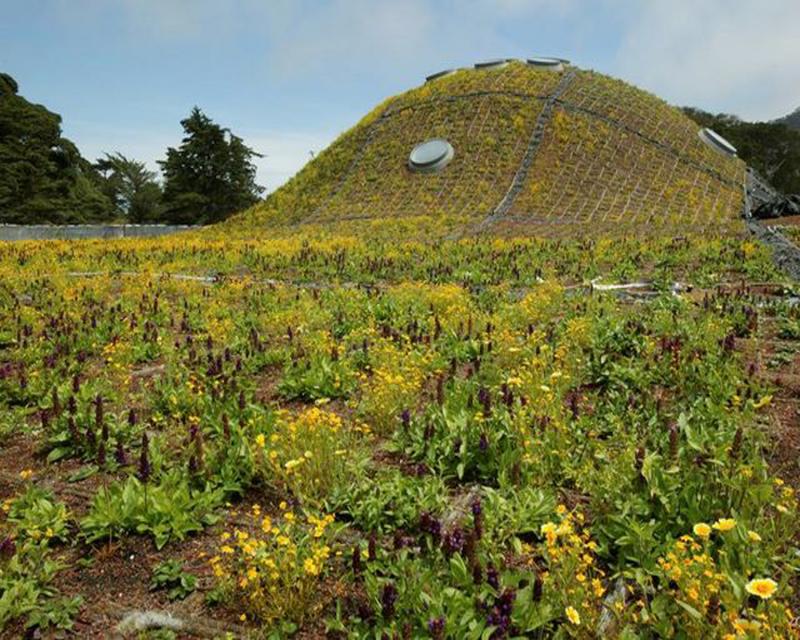 California Academy of Sciences