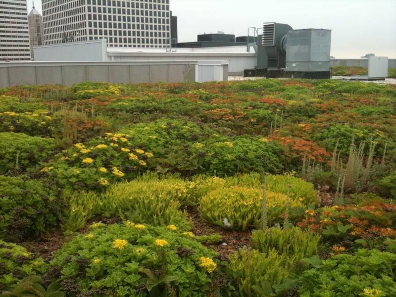 Extensive green roof in Chicago
