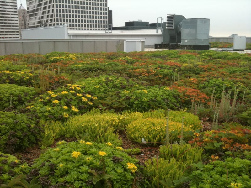 Example of a green roof Extensive green roof in Chicago