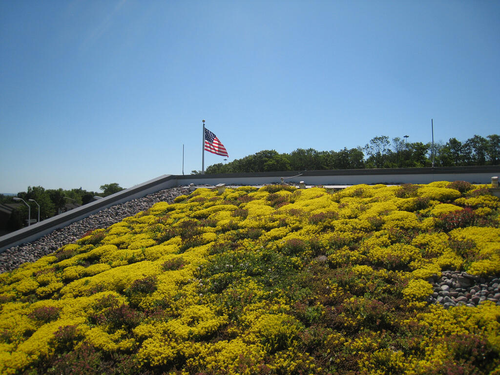 Sloped green and vegetated roof with sedum plants in Michigan