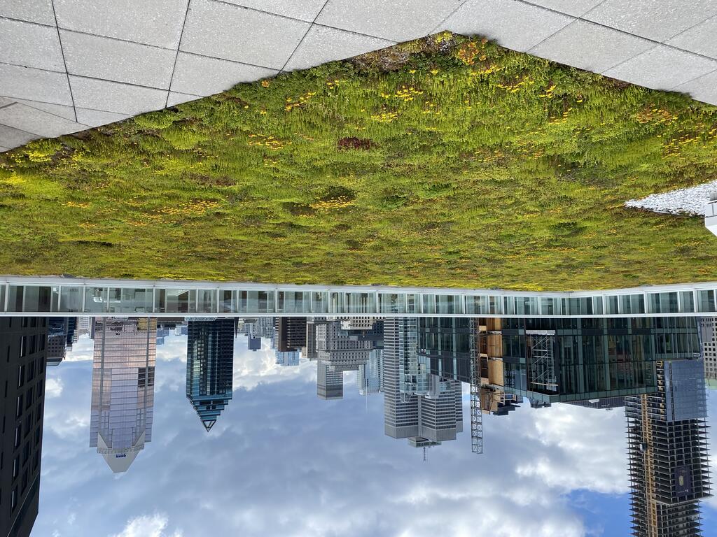 Montreal green roof and vegetated roof amenity deck