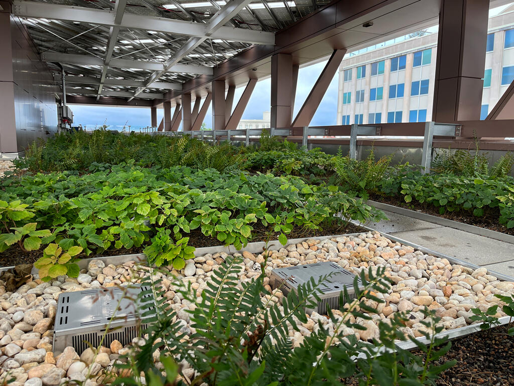 vegetated roof, green roof, amenity deck