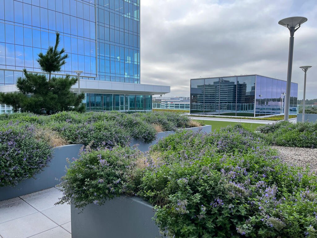 vegetated roof, green roof, amenity deck