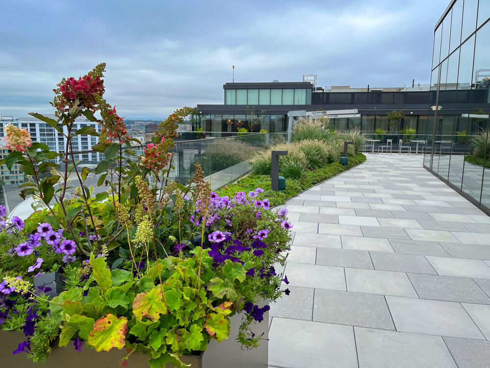 vegetated roof, green roof, amenity deck