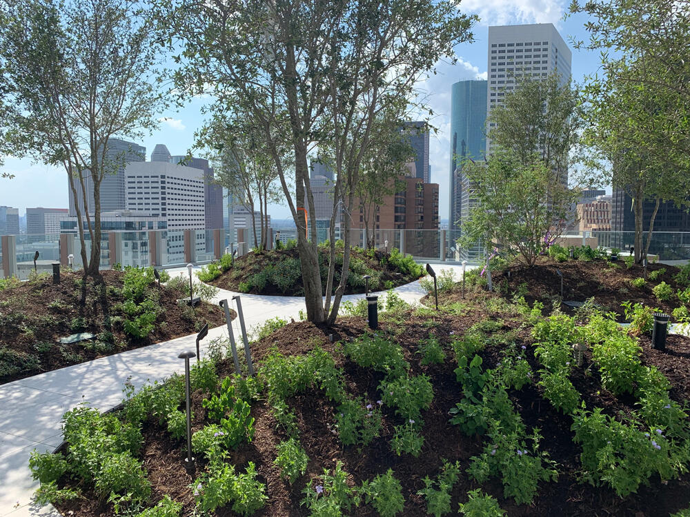 vegetated roof, green roof, amenity deck